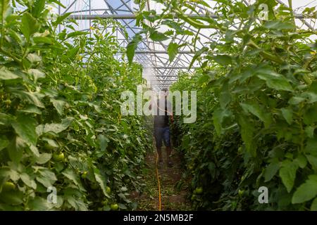 Erzincan, Türkei, Juli 02 2022: Bewässerung von Tomatensetzlingen im Gewächshaus Stockfoto