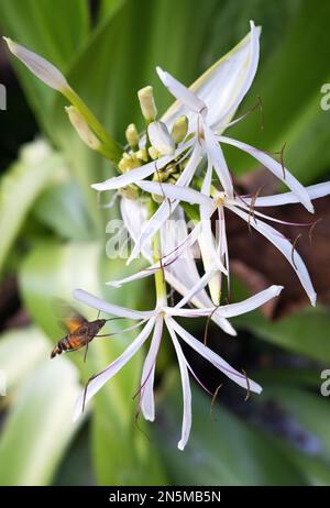 Hummingbird Motte oder Hummingbird Hawk Motte, Macroglossum stellatarum, ernähren sich von Nektar einer Spider Lily Blume, Crinum asiaticum, Asien. Stockfoto