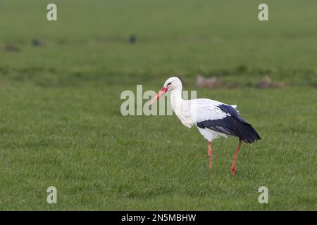 Nahaufnahme und im Fokus eines ausgewachsenen Storchs, Ciconia ciconia, mit einem schönen roten Schnabel auf einer grünen Weide vor verschwommenem Hintergrund Stockfoto