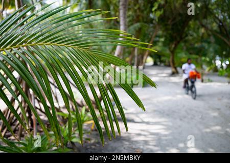 Blick auf die Malediven - Palmenblätter und Menschen in der Landschaft, Rasdhoo-Atoll, die Malediven-Tropeninseln, Asien Stockfoto