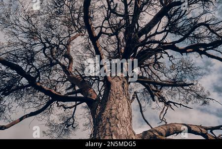 Ein schottischer Kiefernbaum (Pinus sylvestris), der von unten nach oben schaut. Stockfoto