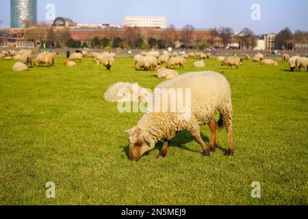 Grasschafe im Düsseldorfer Bezirk Oberkassel am Rhein. Stockfoto