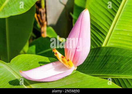 Nahaufnahme der pinkfarbenen wasserlilie während des Sommertages Stockfoto