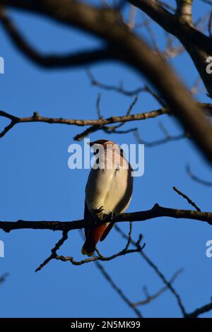 Wachsender Bombycilla Garrulus in Edinburgh Stockfoto