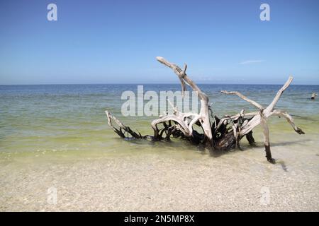 Wunderschöne Urlaubsstimmung am Strand mit alten Baumwurzeln im Golf von Mexiko Stockfoto