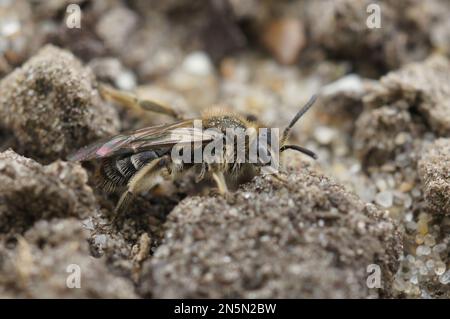 Natürliche Nahaufnahme einer Zwergbienenart der Andrena-Minutula-Gruppe, die auf dem Boden sitzt Stockfoto