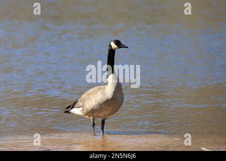 Kanadische Gans am Ufer des Jerusalem Pond an einem Frühlingstag in St. Croix Falls, Wisconsin, USA. Stockfoto