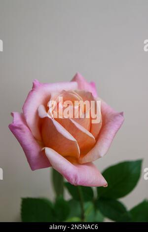 Rose mit rosa-beigen Blütenblättern und grünen Blättern, farbenfrohe Rose mit zarten Blütenblättern auf beigefarbenem Hintergrund, Rosenkopfmakro, blühende Blume, Schönheit in Nat Stockfoto