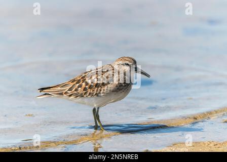Am wenigsten Sandpiper, Calidris minutilla, Single-Vogel-Fütterung auf Schlamm, Vancouver Island, Kanada Stockfoto