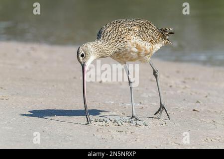 LangschnabelCurlew, Numenius americanus, Single-Vogel-Fütterung am Strand, Florida, USA Stockfoto