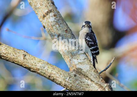 Nahaufnahme eines kleinen Spechers auf einem Zweig mit unscharfem Hintergrund Stockfoto