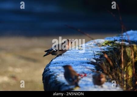 Wachsender Bombycilla Garrulus in Edinburgh Stockfoto