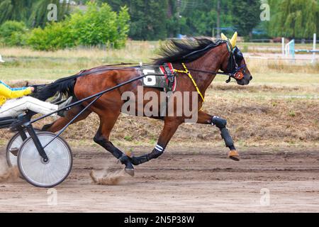 Ein wunderschönes braunes Pferd, das an einem Sommertag zu einem Streitwagen gebracht wird, rennt in einem Galopp entlang der staubigen Strecke des Hippodroms. Stockfoto