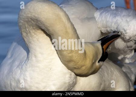 Der stumme Schwan verbringt viel Zeit damit, sich vorzubereiten, um sein Gefieder in Topform zu halten. Öl aus den Drüsen verhindert, dass die Federn wasserdicht werden. Stockfoto