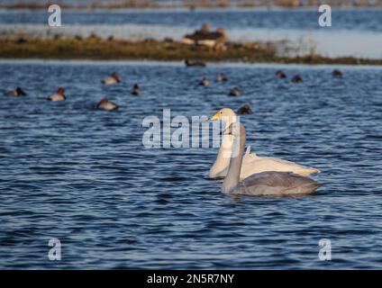 Ein Paar Whooper-Schwäne (Cygnus cygnus) für Erwachsene und Jugendliche, die die charakteristische Schnabelfarbe zeigen, die sich von einem stummen Schwan unterscheidet. Norfolk, Großbritannien Stockfoto