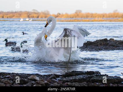 Ein Paar Whooper-Schwäne (Cygnus cygnus) in einer Liebes- und Hassschlacht, in der sie sich aufdrängen und kämpfen und aggressives Verhalten zeigen. Norfolk, Großbritannien Stockfoto