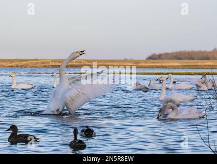 Ich predige vor den Massen. Ein ungewöhnlicher Whooper Swan (Cygnus cygnus), der sich in den Feuchtgebieten von Norfolk, Großbritannien, seine Flügel ausstreckt Stockfoto