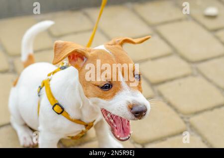 Ein kleiner Hund bellt in der Stadt, während er auf dem Kopfsteinpflaster sitzt. Soziale Probleme. Stockfoto