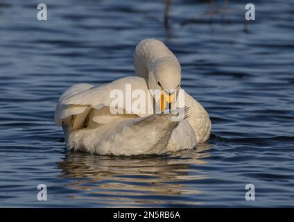 Ein Whooper Schwan (Cygnus cygnus) mit der charakteristischen Schnabelfarbe, die sich von einem stummen Schwan unterscheidet. In den Feuchtgebieten von Norfolk, Großbritannien Stockfoto