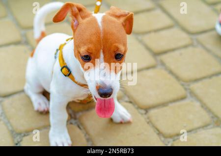 Kleiner Hund mit fröhlichem und sanftem Gesichtsausdruck sitzt auf Kopfsteinpflaster. Emotionen von Haustieren. Stockfoto