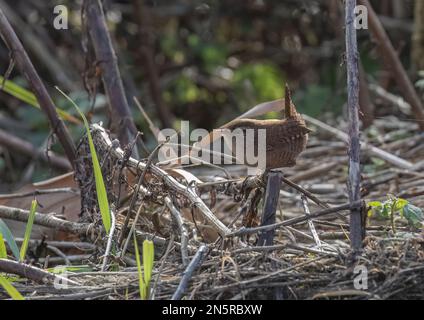 Eine freche kleine Jenny Wren (Trogladytes trogladytes), die auf einem Stiel in der Unterholz-Gegend auf der Suche nach Essen steht. Norfolk, Großbritannien Stockfoto