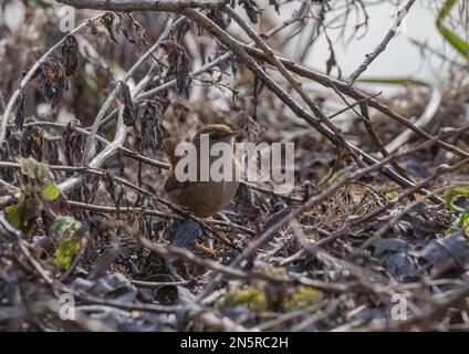 Eine freche kleine Jenny Wren (Trogladytes trogladytes), die hoch in der Unterholz-Gegend auf der Suche nach Essen steht. Norfolk, Großbritannien Stockfoto