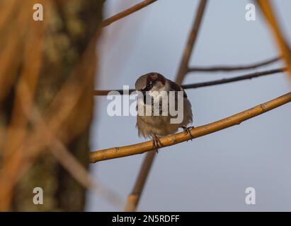 Ein männlicher Hausspatz (Passer domesticus), der auf einem Weidenzweig sitzt und in die Kamera schaut. Norfolk, Großbritannien Stockfoto