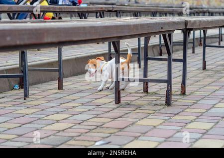 Ein kleiner Hund bellt in der Stadt, läuft auf Kopfsteinpflaster. Soziale Probleme. Stockfoto