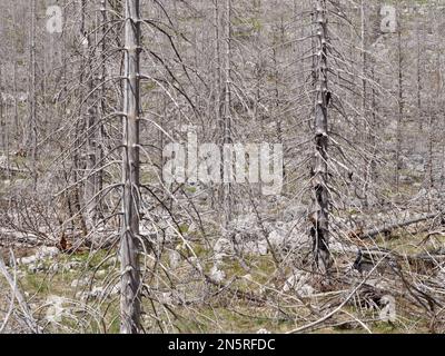 Verbrannter toter Wald. Nach einem verheerenden Brand. Auswirkungen der globalen Erwärmung und des Klimawandels. Stockfoto