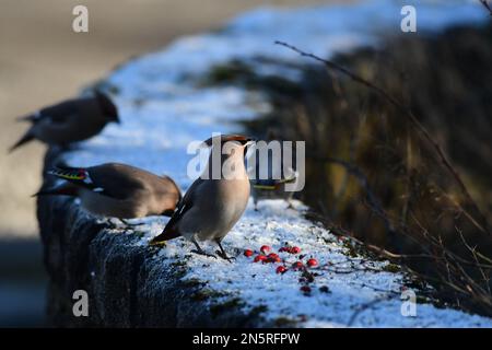 Wachsender Bombycilla Garrulus in Edinburgh Stockfoto