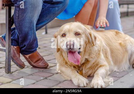 Die Frau will den Hund streicheln. Flauschiger blonder Labrador-Hund liegt auf Kopfsteinpflaster. Gehen Sie mit dem Haustier im Park. Stockfoto