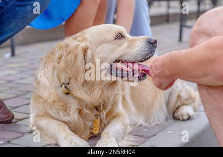 Großer beigefarbener flauschiger Hund mit fröhlichem und sanftem Ausdruck liegt im Park auf Kopfsteinpflaster. Der Mann setzte sich neben den Hund. Emotionen von Haustieren. Stockfoto