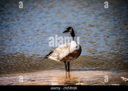 Kanadische Gans steht im Sand am Ufer des Jerusalem Pond an einem Frühlingstag in St. Croix Falls, Wisconsin, USA. Stockfoto