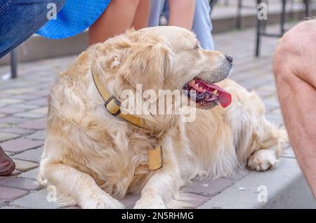 Flauschiger blonder Labrador-Hund liegt auf Kopfsteinpflaster. Gehen Sie mit dem Haustier im Park. Stockfoto