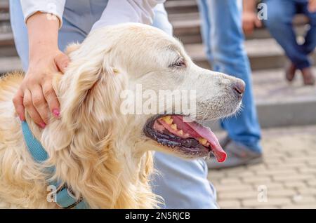 Kopf des weißen, flauschigen Hundes aus Nahaufnahme von Side. Frauenhand neben Hundehalsband. Wandertiere. Stockfoto