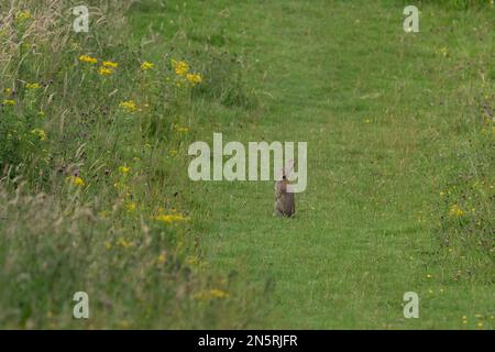 Ein einzelnes wildes Kaninchen (Oryctolagus cuniculus) auf einem Fußweg in Yorkshire, England. Stockfoto