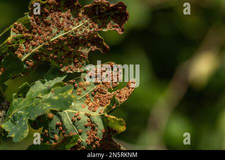 Galle Wasp mit Seidenknöpfen - Neuroterus numismalis - auf der Unterseite der Blätter einer Eiche. Stockfoto