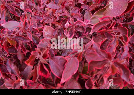 Geschlossene blühende rote Kupferpflanze, Acalypha Wilkesiana Blumen im Sonnenlicht. Stockfoto