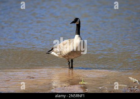 Kanadische Gans steht im Sand am Ufer des Jerusalem Pond an einem Frühlingstag in St. Croix Falls, Wisconsin, USA. Stockfoto