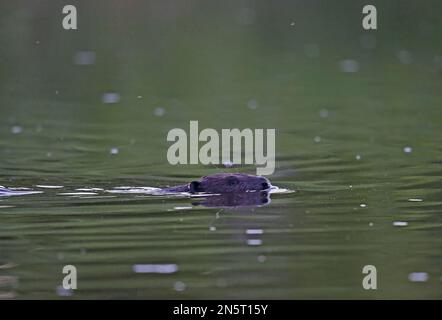 Europäischer Biber (Castor Fiber), Erwachsener, schwimmend im Fluss Matsalu NP, Estland Juni Stockfoto