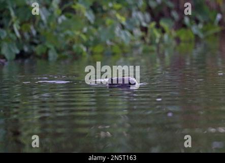 Europäischer Biber (Castor Fiber), Erwachsener, schwimmend im Fluss Matsalu NP, Estland Juni Stockfoto