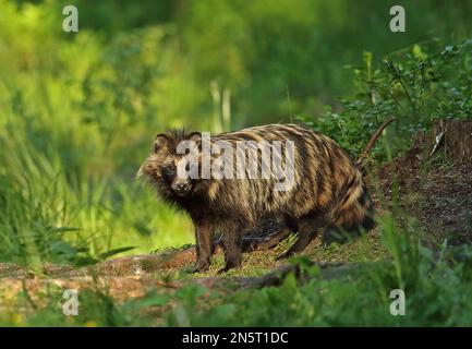 Marderhund (Nyctereutes procyonoides ussuriensis), ausgewachsen in einem Wald, der Alutaguse Forest, Estland, rodet Juni Stockfoto