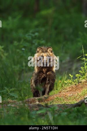 Marderhund (Nyctereutes procyonoides ussuriensis), ausgewachsen in einem Wald, der Alutaguse Forest, Estland, rodet Juni Stockfoto