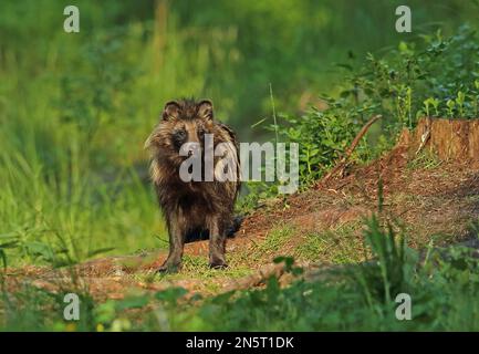 Marderhund (Nyctereutes procyonoides ussuriensis), ausgewachsen in einem Wald, der Alutaguse Forest, Estland, rodet Juni Stockfoto