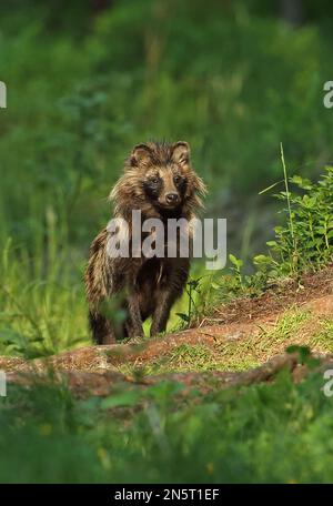 Marderhund (Nyctereutes procyonoides ussuriensis), ausgewachsen in einem Wald, der Alutaguse Forest, Estland, rodet Juni Stockfoto