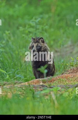 Marderhund (Nyctereutes procyonoides ussuriensis), ausgewachsen in einem Wald, der Alutaguse Forest, Estland, rodet Juni Stockfoto