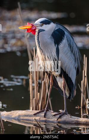 Barn Hill, Wembley, Großbritannien. 9. Februar 2023 Es ist verheerend, diesen Grauen Reiher (Ardea cinerea) zu sehen, der seit Ende Januar seinen Schnabel mit einem roten Band zugeknüpft hat, der es trotz mehrerer sozialer Medien immer noch nicht entfernen konnte, blog und Nachrichten und lokale Bewohner und Ratsmitglieder, die um Hilfe bitten. Foto: Amanda Rose/Alamy Live News Stockfoto