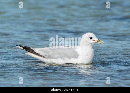 mew-Möwe oder gewöhnliche Möwe, Larus canus, alleinstehender Erwachsener, der auf dem Wasser schwimmt, Schottland, Vereinigtes Königreich Stockfoto