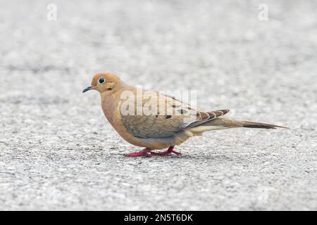 Trauernde Taube, Zenaida Macroura, alleinstehender Erwachsener, der auf dem Boden läuft, Washington, USA Stockfoto