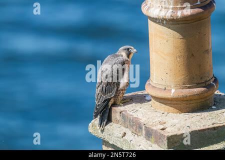 Wanderfalke, Falco peregrinus, einzelner Jungvogel hoch oben auf dem Schornstein, Schottland, Vereinigtes Königreich Stockfoto